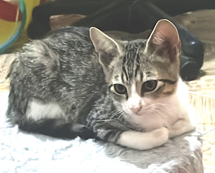 COALA